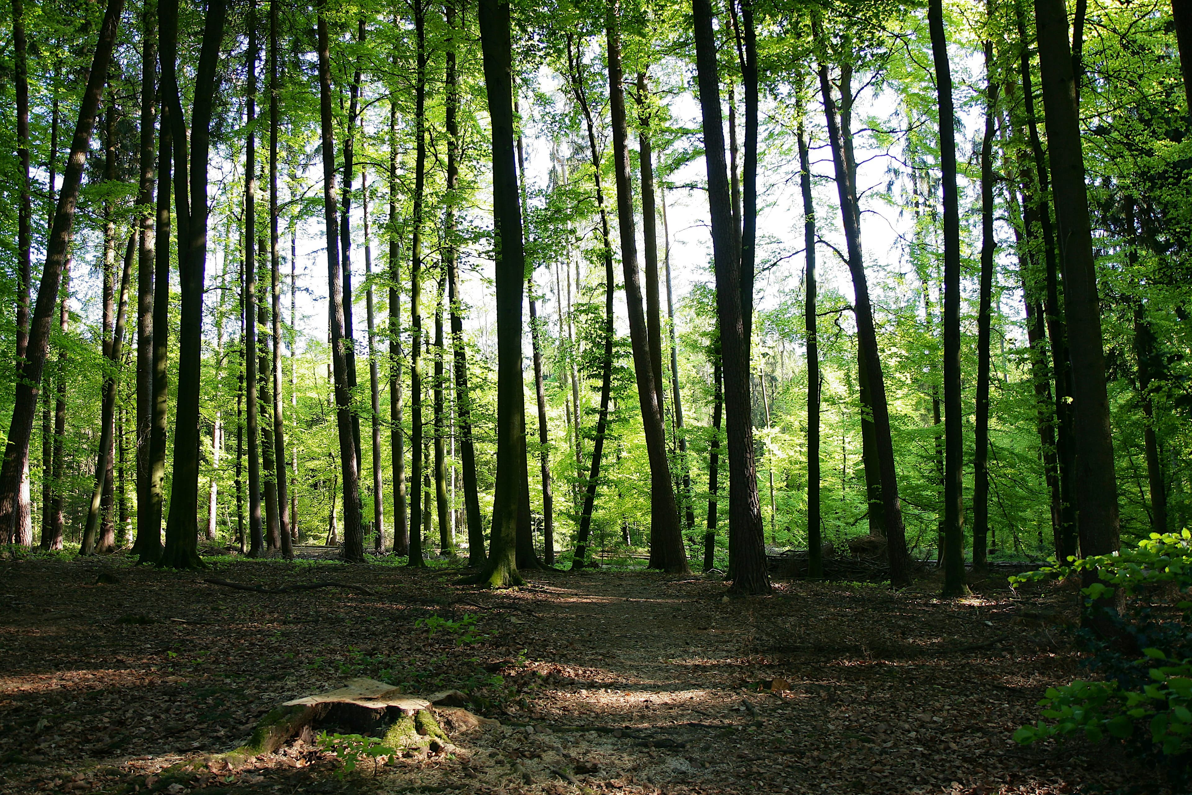 How a tree risk assessment is structured